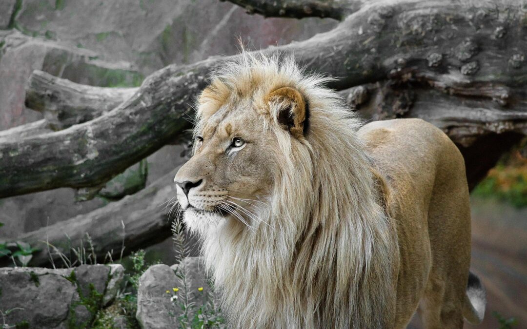 Lion | Lost Souls And Whispering Walls: A Trip To…