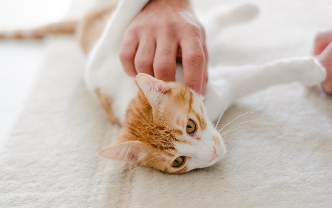 Cat ~ Temples, Felines, And Feline Friends: A Journey To…