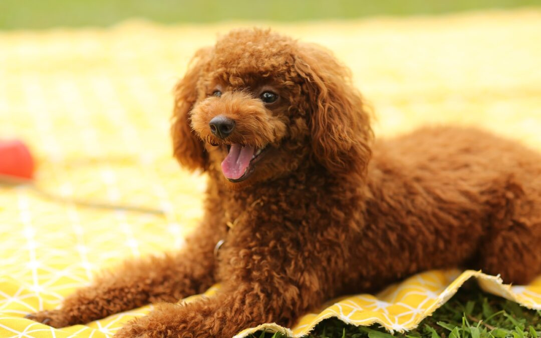 Dog ~ Woof, Wow, And Westeros: A Guide To Life’s…