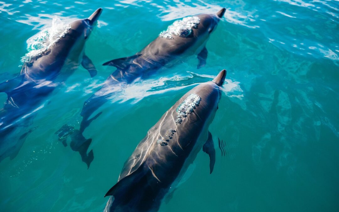 Dolphin: The Wonderful World Of Words, Where Dolphins Dance And…