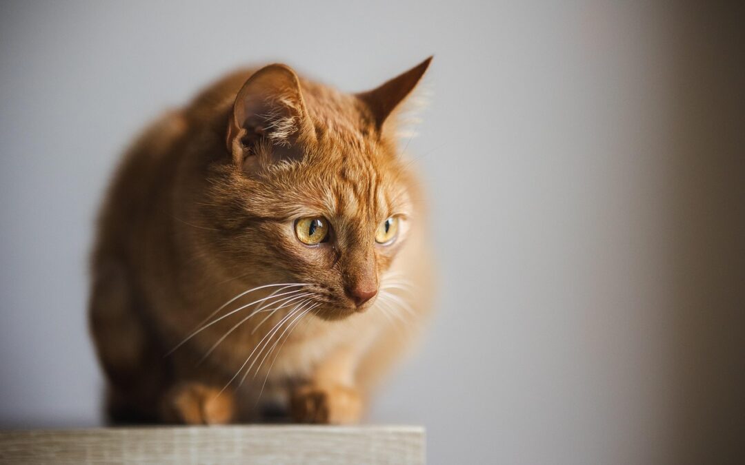 Pets | Pets, Pretty Faces, And The Forest Of Suicides:…
