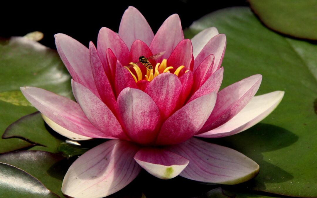Plants And Flowers | A Bouquet Of Beauty: Plants, Flowers,…