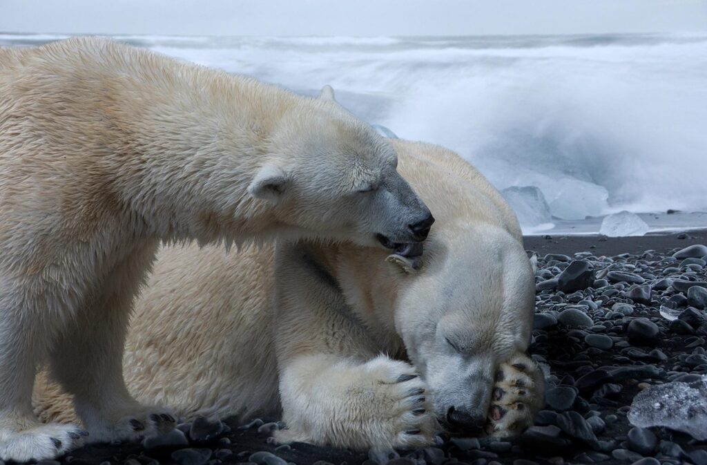 Active Climate Rescue Initiative’s Impact On Global Warming ~ Can…