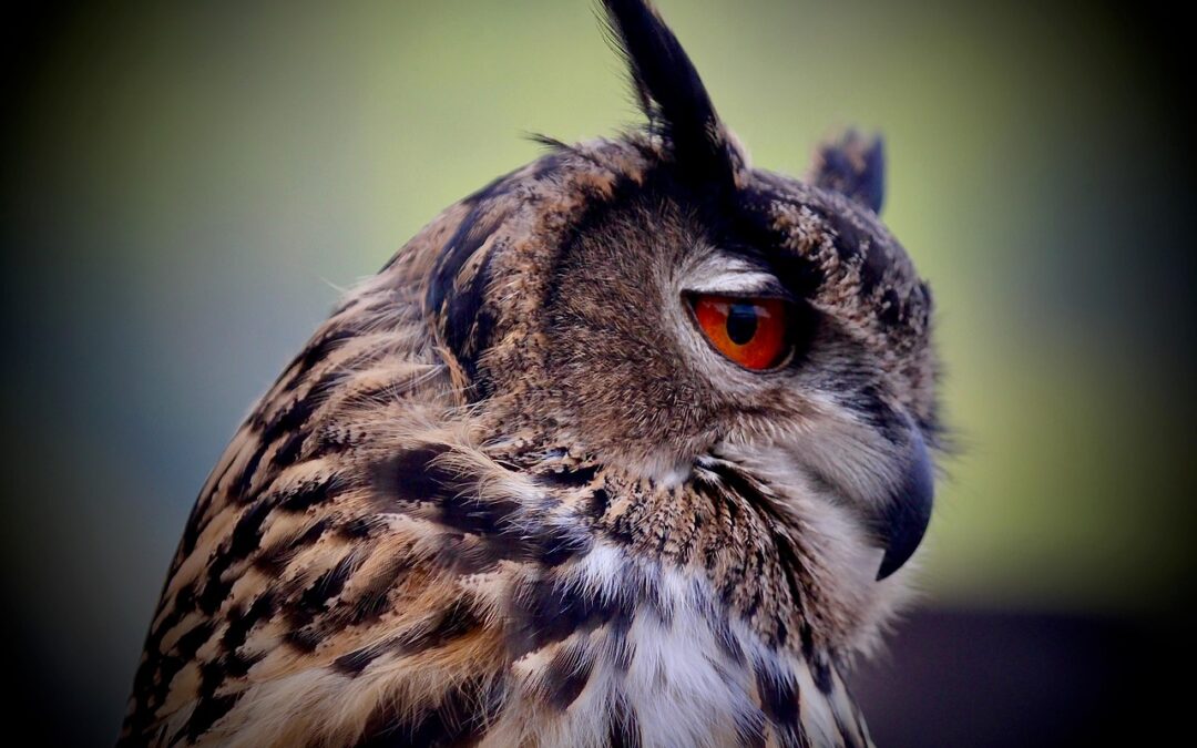 Animals » Bora Bora, Animals, And Eye Candy: A Trip…