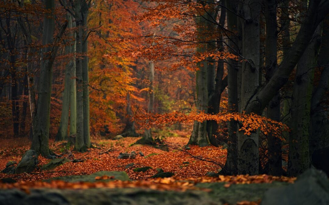 Autumn: Autumn: A Season For Snarky Observations And Eye Candy…