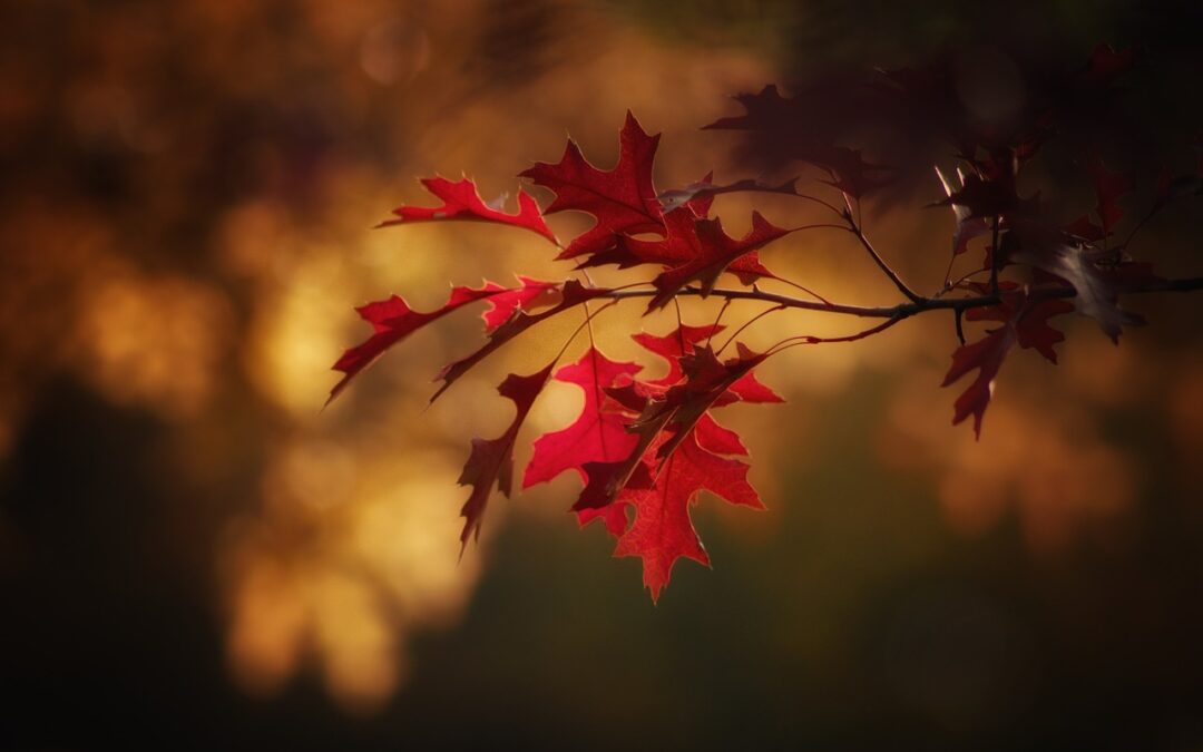 Autumn | Autumn: Where The Eye Candy Is Actually Edible…
