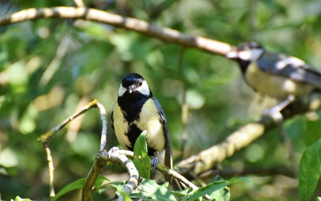 Bird – Beware The Ravens! A Look At London’s Tower…