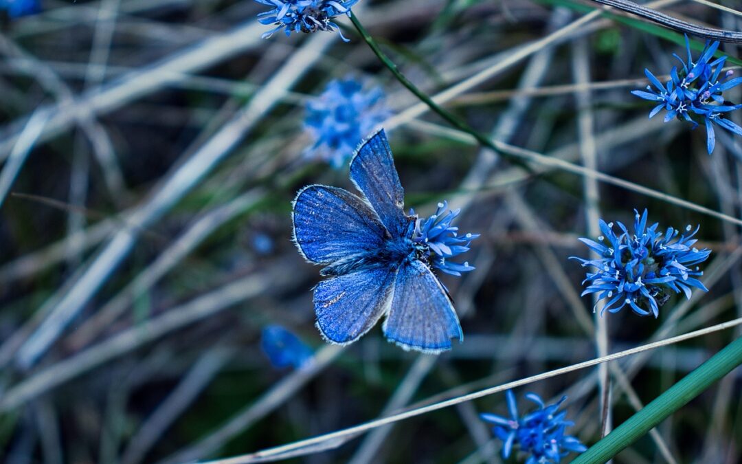 Butterfly: Butterflies, Eye Candy, And Bora Bora: A World Of…