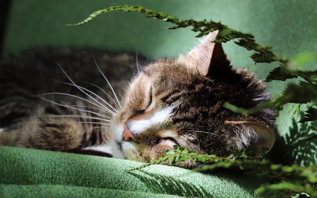 Cat: Cat, Eye Candy, And Bora Bora: A Love Triangle…