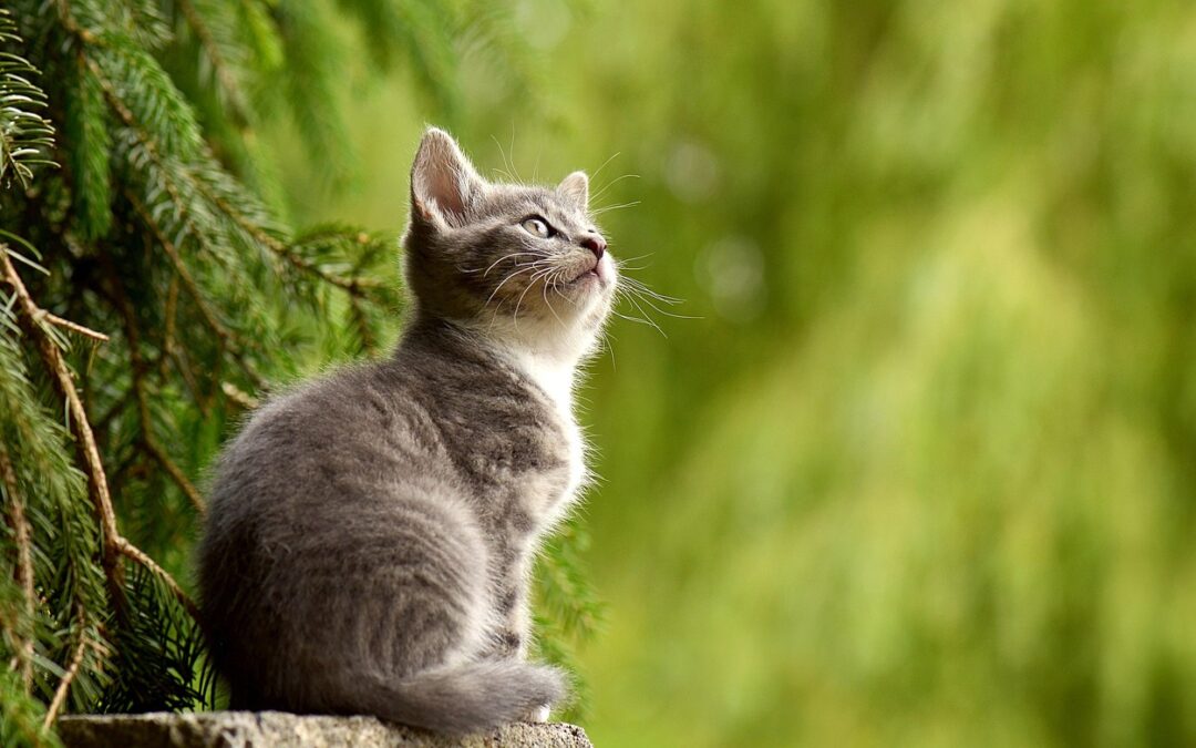 Cat / Poveglia: The Island That Makes Cats Look Like…