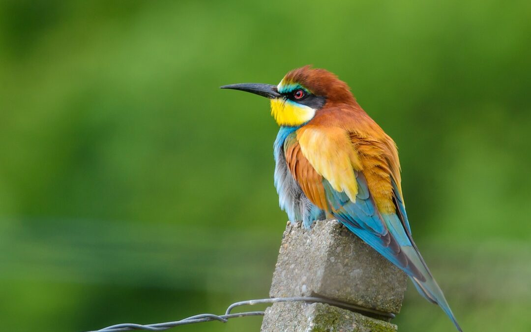 Colorful – A Rainbow Of Words: When Colors Become Characters…