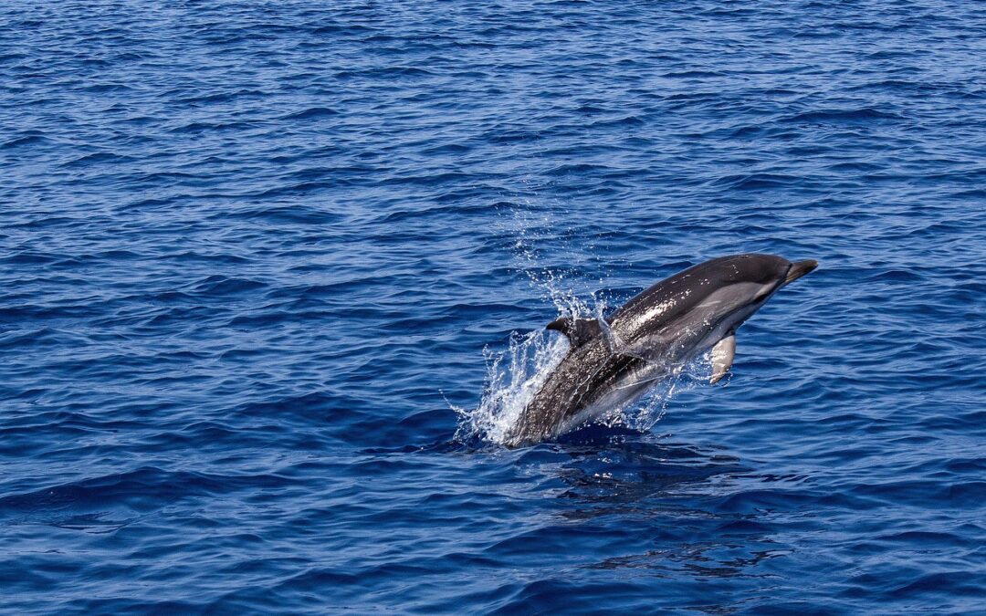 Dolphin | Beware The Banthas Of Tatooine! TL;DR – Too…