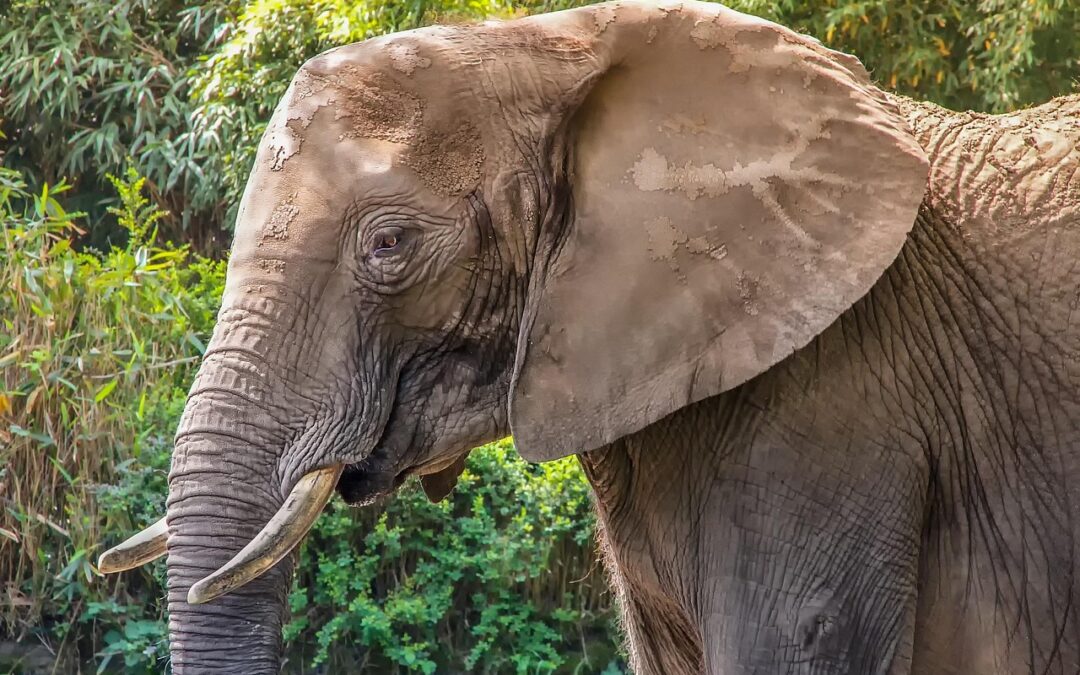 Elephant | A Big Sur Safari: Elephants, Eye Candy, And…