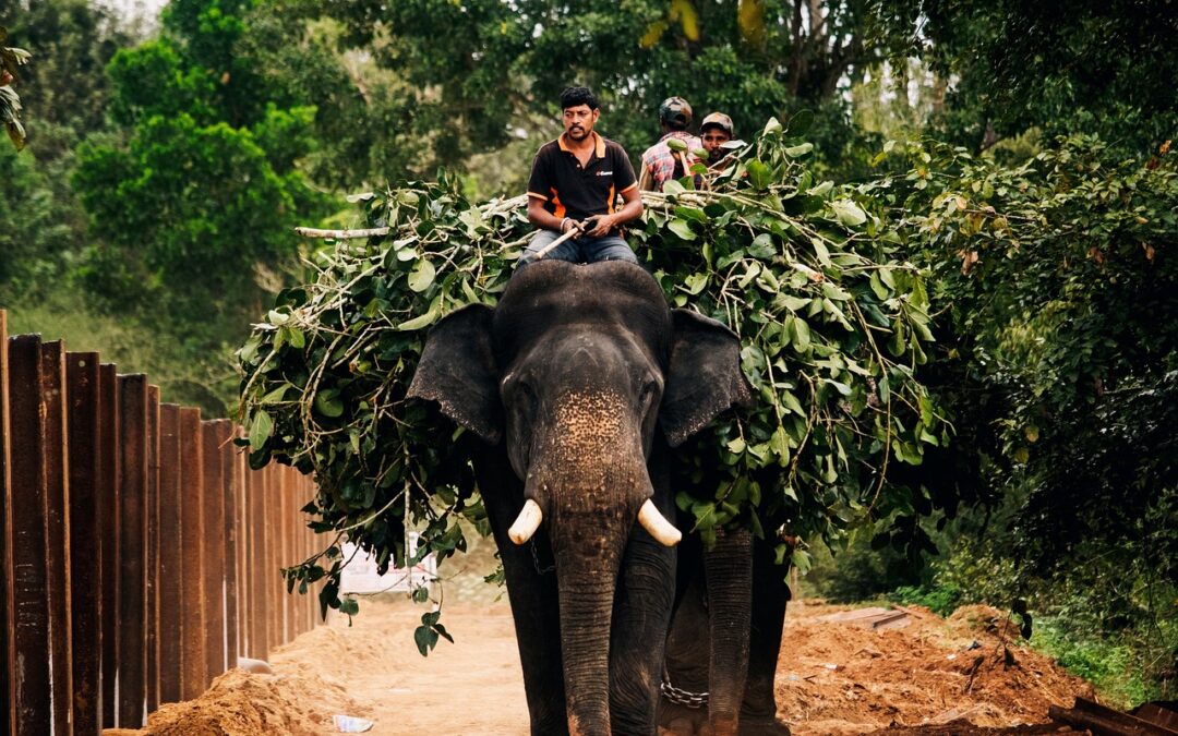 Elephant | Elephants, Eye Candy, And The Dark Knight: A…