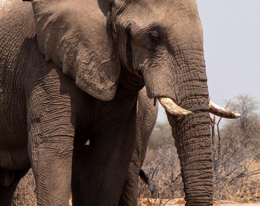 Elephant / Elephants, Eye Candy, And Glacier’s Frozen Majesty: A…