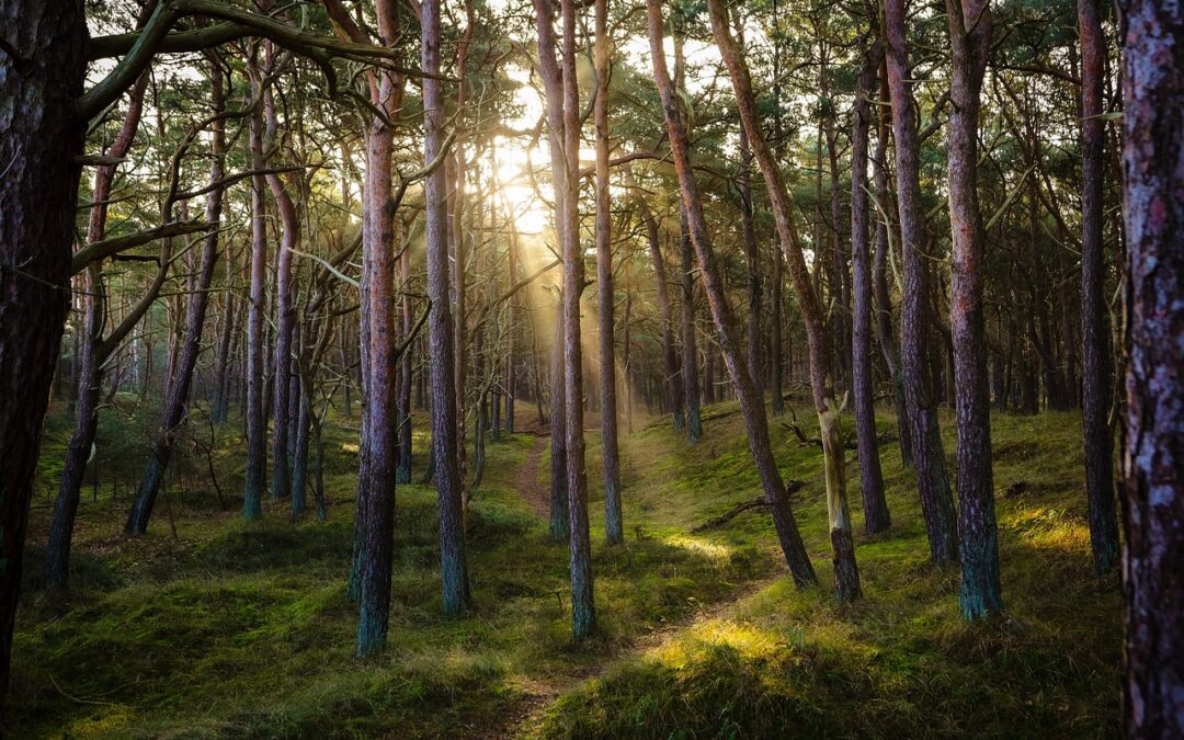 Forest » A Forest, A Geyser, And A Whole Lot…