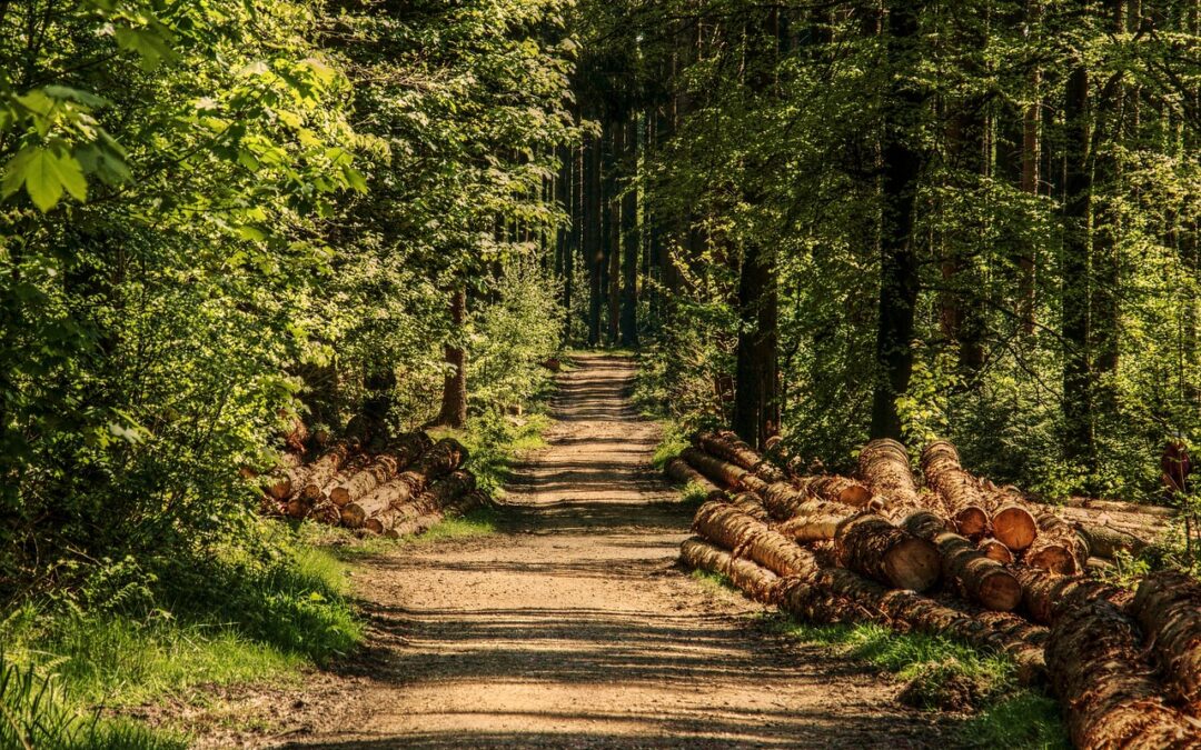 Forest / Forests, Eye Candy, And District 12: A Look…