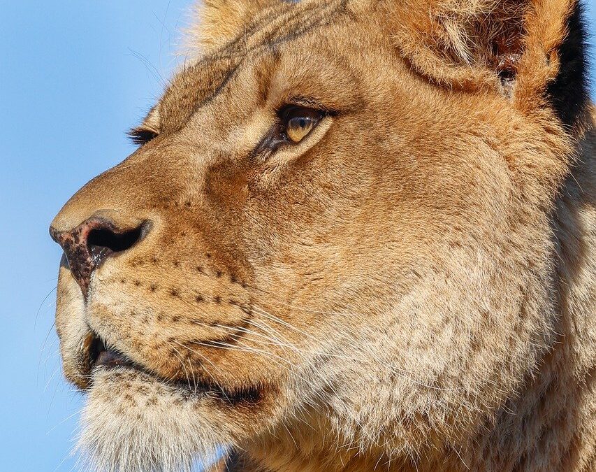 Lion – A Lion, A Looker, And A Lagoon: My…