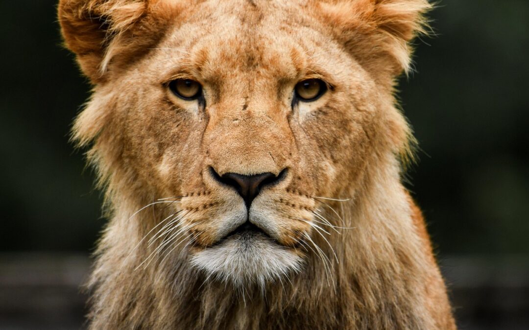 Lion / Bora Bora: Where Lions Roam And Eyes Feast…