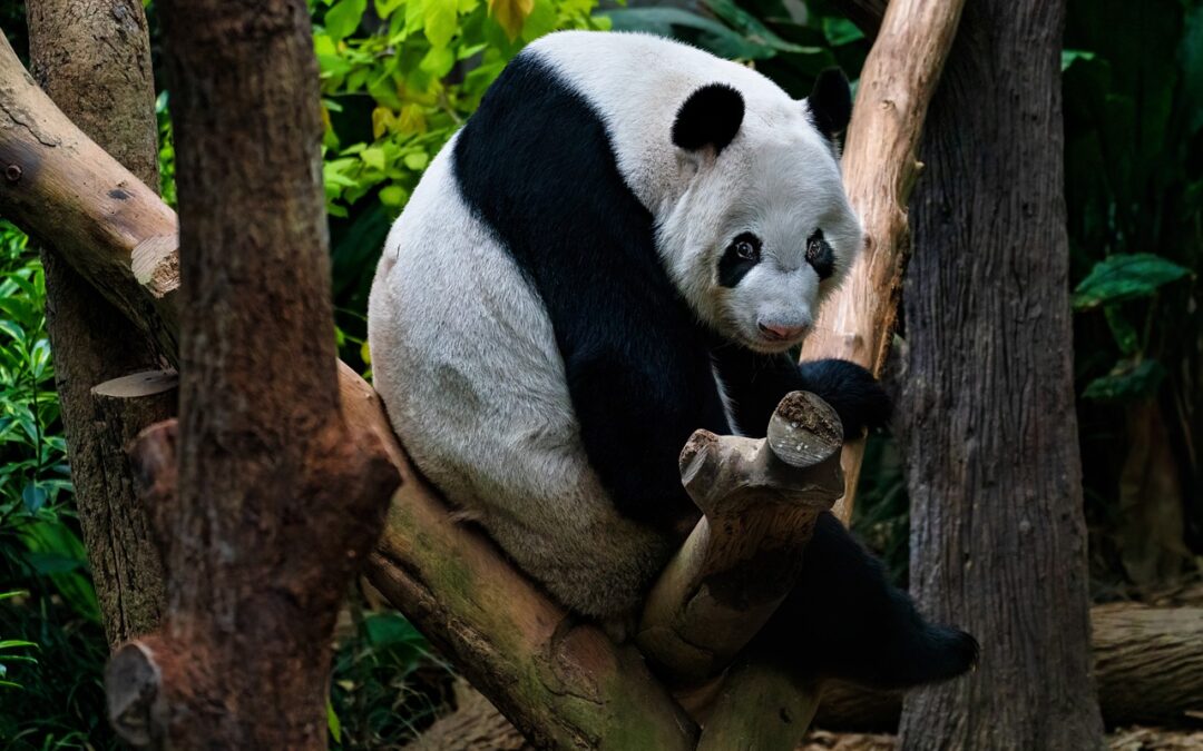 Panda » Let’s Talk About Pandas, Eye Candy, And Maine’s…