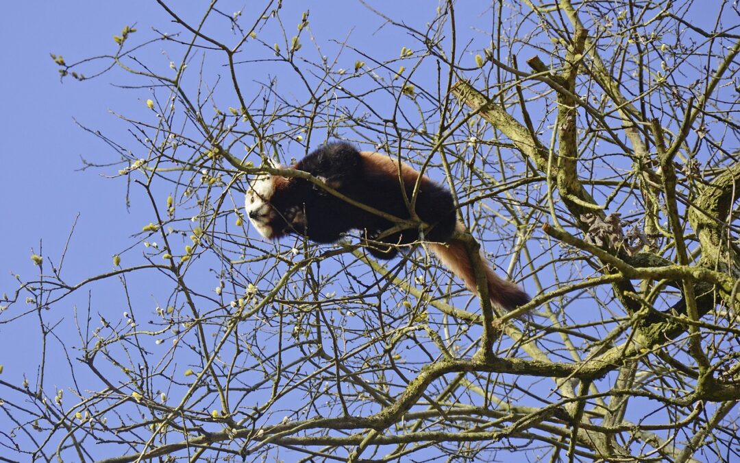 Panda: A Trip To Arizona: Pandas, Canyon Views, And Eye…