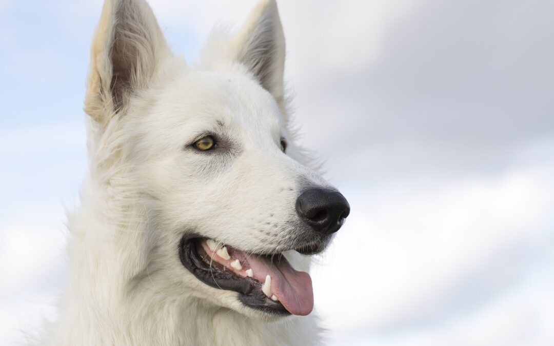 Pets / Cuteness Overload: Pets, Eye Candy, And Battlestar Galactica…
