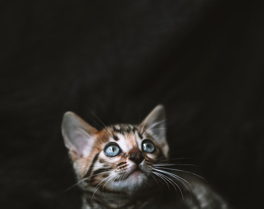 Pets: Welcome To The Circus Of Life! TL;DR: We’re Talking…