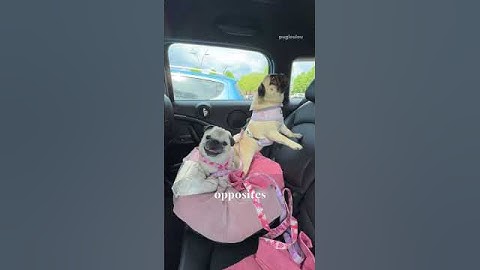 We love our little troublemaker Mosy 🩷✨ #pug #dog #funny