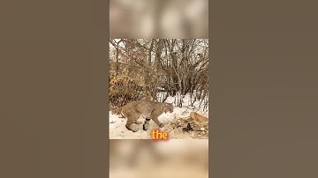In the animal world, gratitude may be silent companionship.#shorts #animals #foryou #animallife