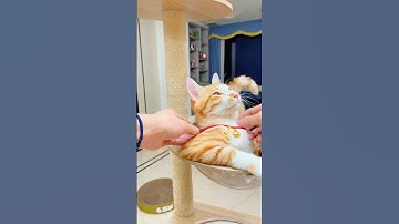 Melt before the cuteness of kittens!💕😻#cat #pets #kitten #cute