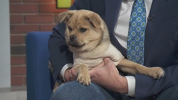 PAWS Chicago Pet of the Week: Seth