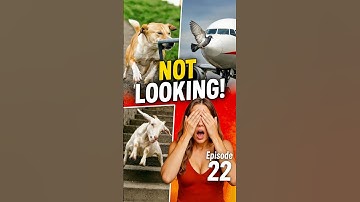 animals fail because they were not looking #funny #funnyanimals #fails #pet #perlover #memes #shorts