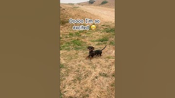 What a let down 🙄😂 #dog #puppy #funny #wtf #doglife #doglover #shortsfeed #youtubeshorts #shorts
