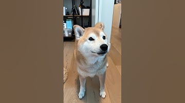 Shiba Tries Being Not Dramatic for One Minute (Epic Fail)