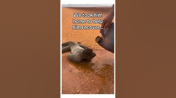 How I become a lemur grandparent #wholesome #animals