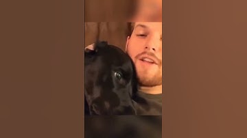 dogs being cute part 435 #funny #funnydogs #pets #funnypets #petvideos #funnyanimals #animals #cute