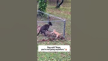 Cats hate dogs because of this🤣#dogbehavior #catreaction #funny #pets #foryou #fyp #dogandcat