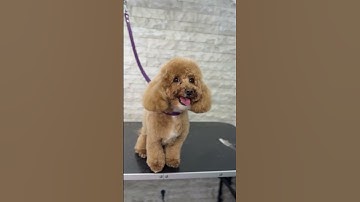 Ready girl 😍✅🐾 #explore #cute #kawaii #grooming #zoo #viralvideo #maltipoo #pourtoi #billionaire