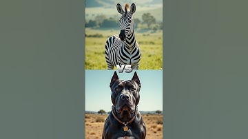 black pitbull vs other animals  #animals