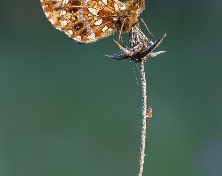 Butterfly | Butterflies, Eye Candy, And Glacier’s Frozen Beauty: A…