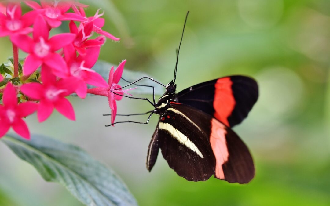 Butterfly / The Butterflies Of Eastern State TL;DR: Four Beautiful…