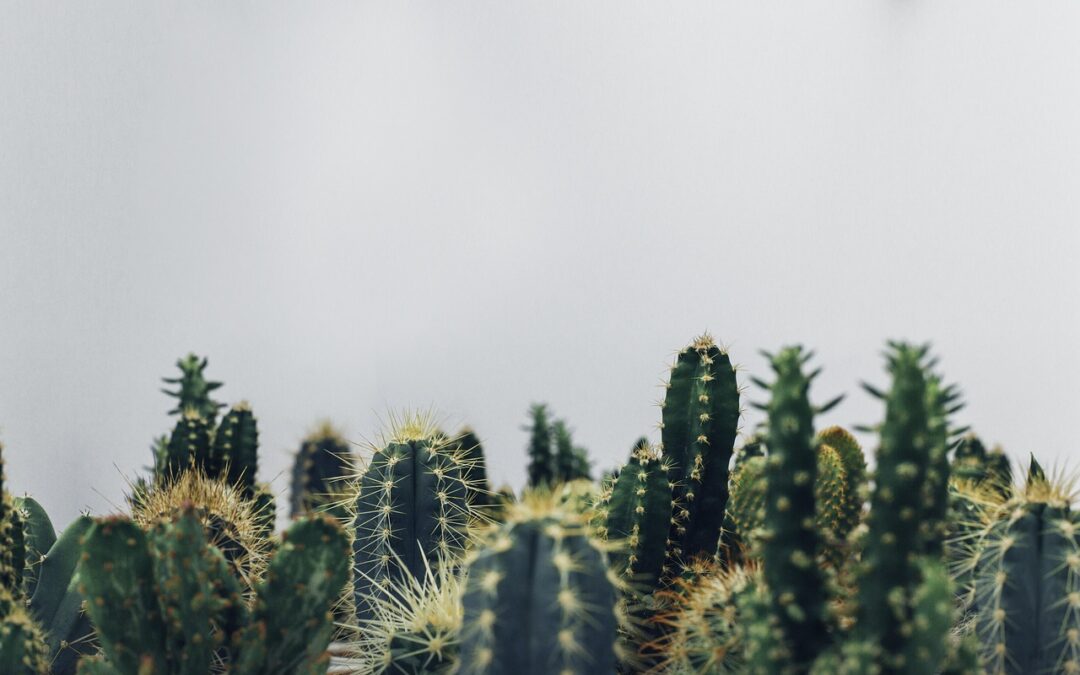 Desert | Sun, Sand, And Spicy Spice: My Wild Ride…