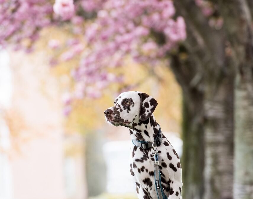 Dog ~ Woof! Kathmandu’s Canine Charms & Eye Candy Delights…