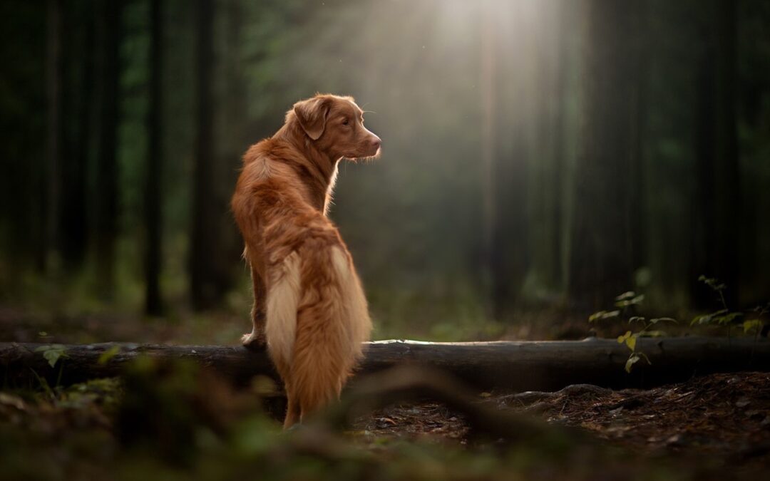 Dog: The Siren’s Call Of The Enterprise TL;DR: The Enterprise…