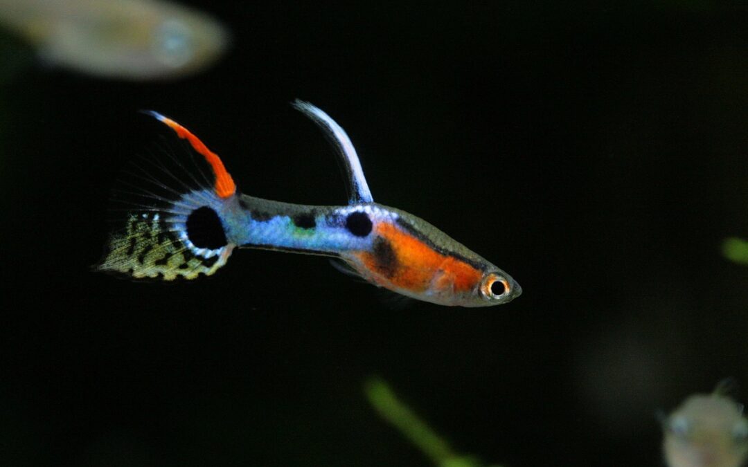 Fish – Fish, Eye Candy, And Lunatics: A Trip To…