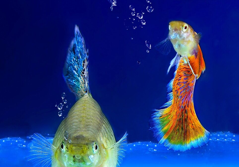 Fish / Lake Tahoe’s Siren Song: A Tale Of Fish…
