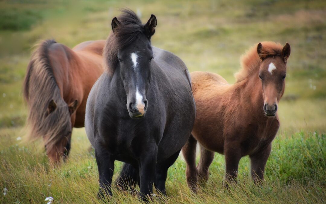 Horse: The Ghostly Swimmers Of Lake Tahoe TL;DR: Four Young…