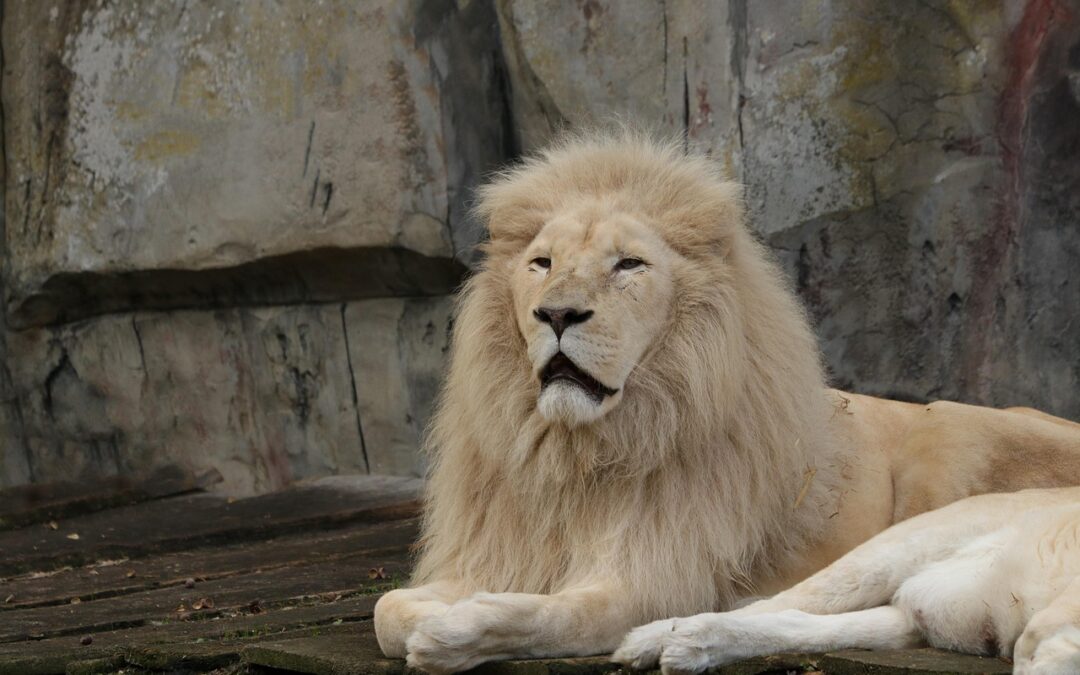 Lion | Narnia: Where Even The Sun Can’t See Your…