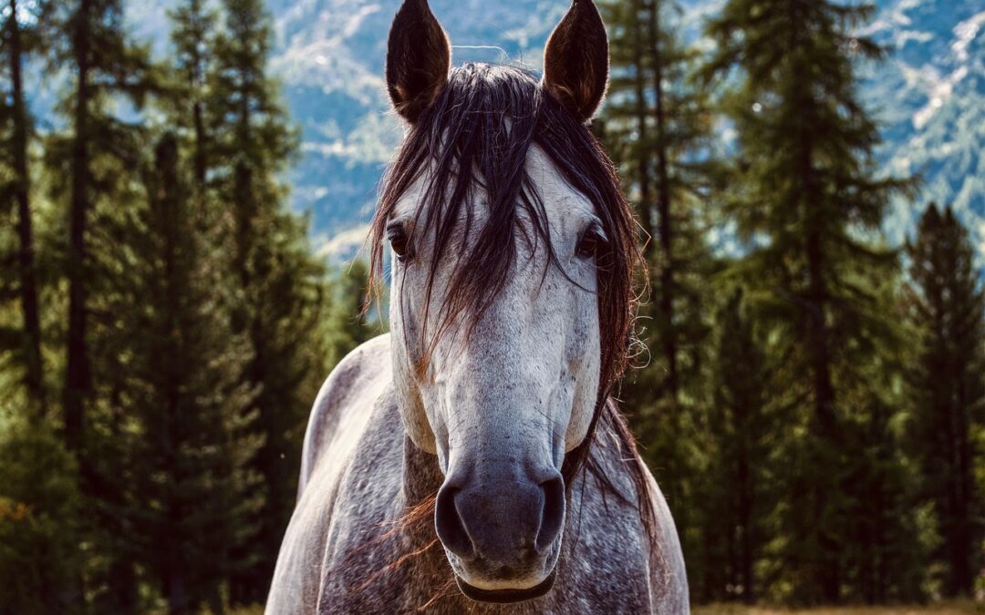 Portraits – Stuck In A Portrait, Bored Out Of My…